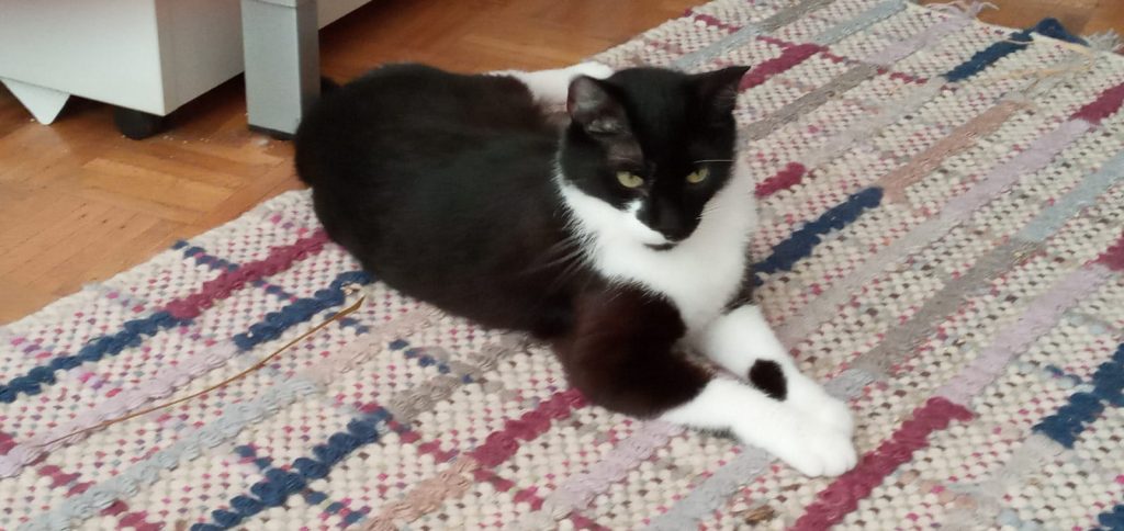 Katzen Das Kratzen An Türen Abgewöhnen