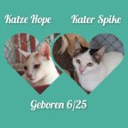 Vermittlungshilfe für ruhige Kitten