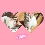 Anhängliche Katze Alma sucht neue Dosenöffner