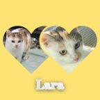 Kuschelkitte Lara , sie ist so eine liebe Katze