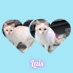 Kitte Luis hätte so gerne ein eigenes Zuhause