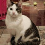 Zauberhafter Jungkater Ricky sucht Zuhause mit Freigang