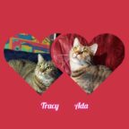 Mama Tracy und Tochter Ada suchen Dosenöffner und mehr…..