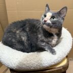 Katze im besten Alter lebt in Brühl bei einer Pflegefamilie