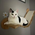 Missy ist eine ruhige liebe Katze