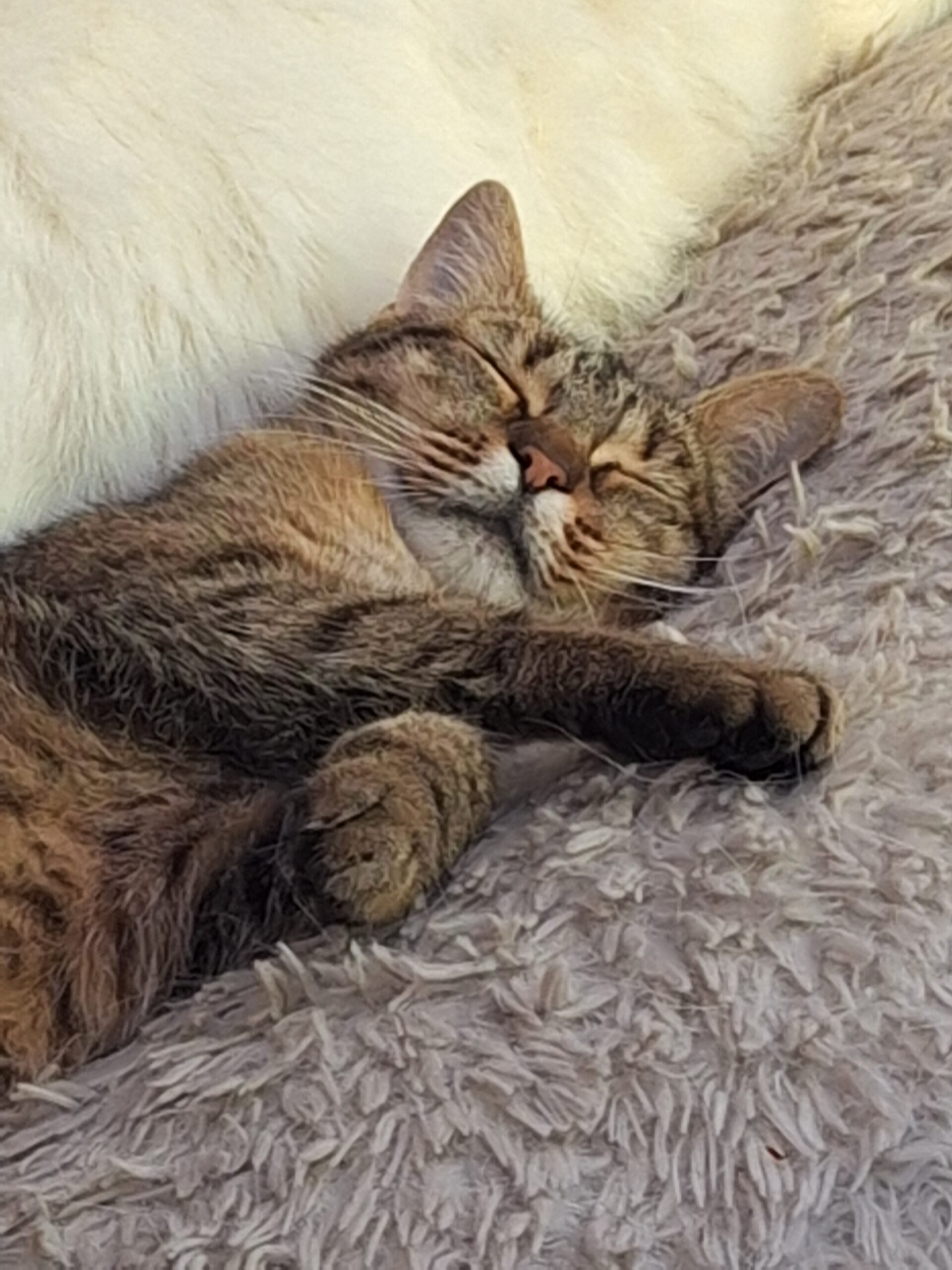Tracy, anhängliche Schmusekatze sucht ein für IMMER Zuhause